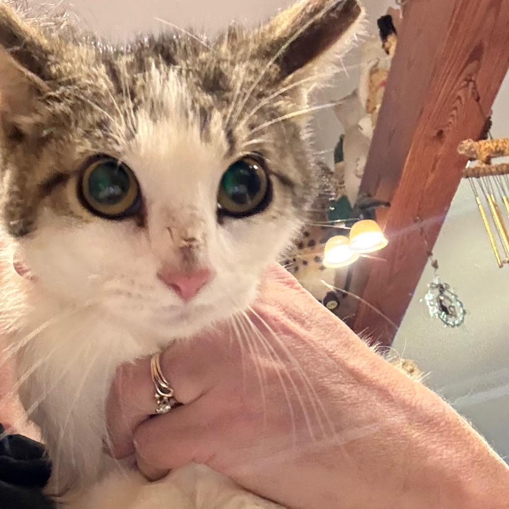 Bean AKA Mills B, Adoptable, Young Female Domestic Short Hair.