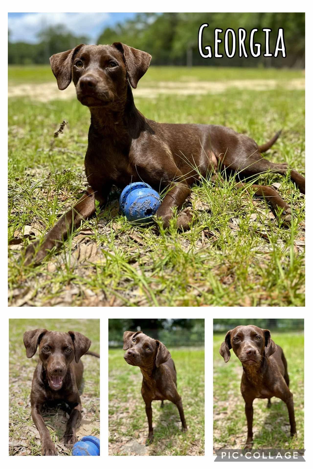 Georgia, Young Female Spaniel