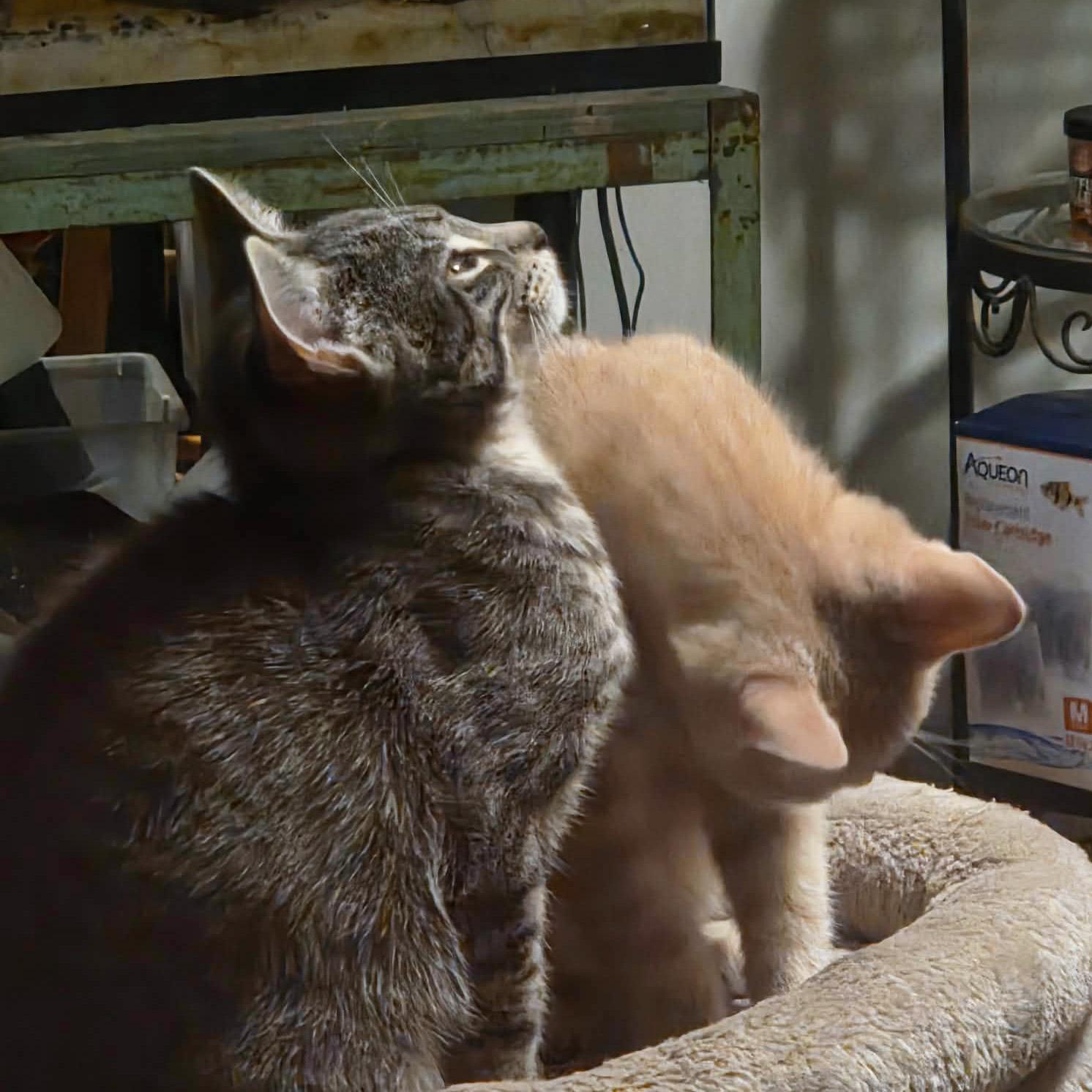 Enlarge Soba, bonded to Udon - PENDING ADOPTION, an adopted Domestic Short Hair in Fair Haven, VT image 5/6