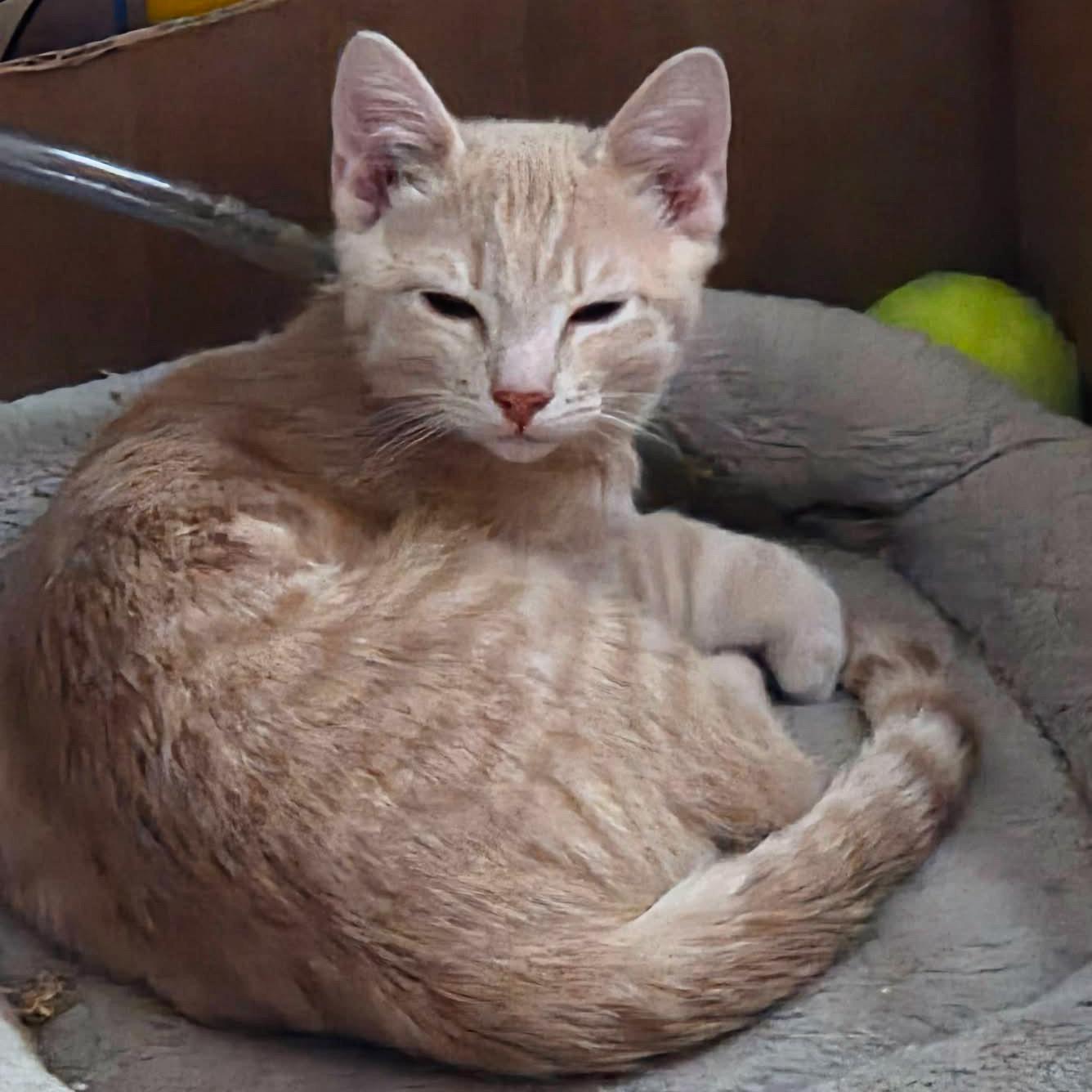 Enlarge Soba, bonded to Udon - PENDING ADOPTION, an adopted Domestic Short Hair in Fair Haven, VT image 6/6