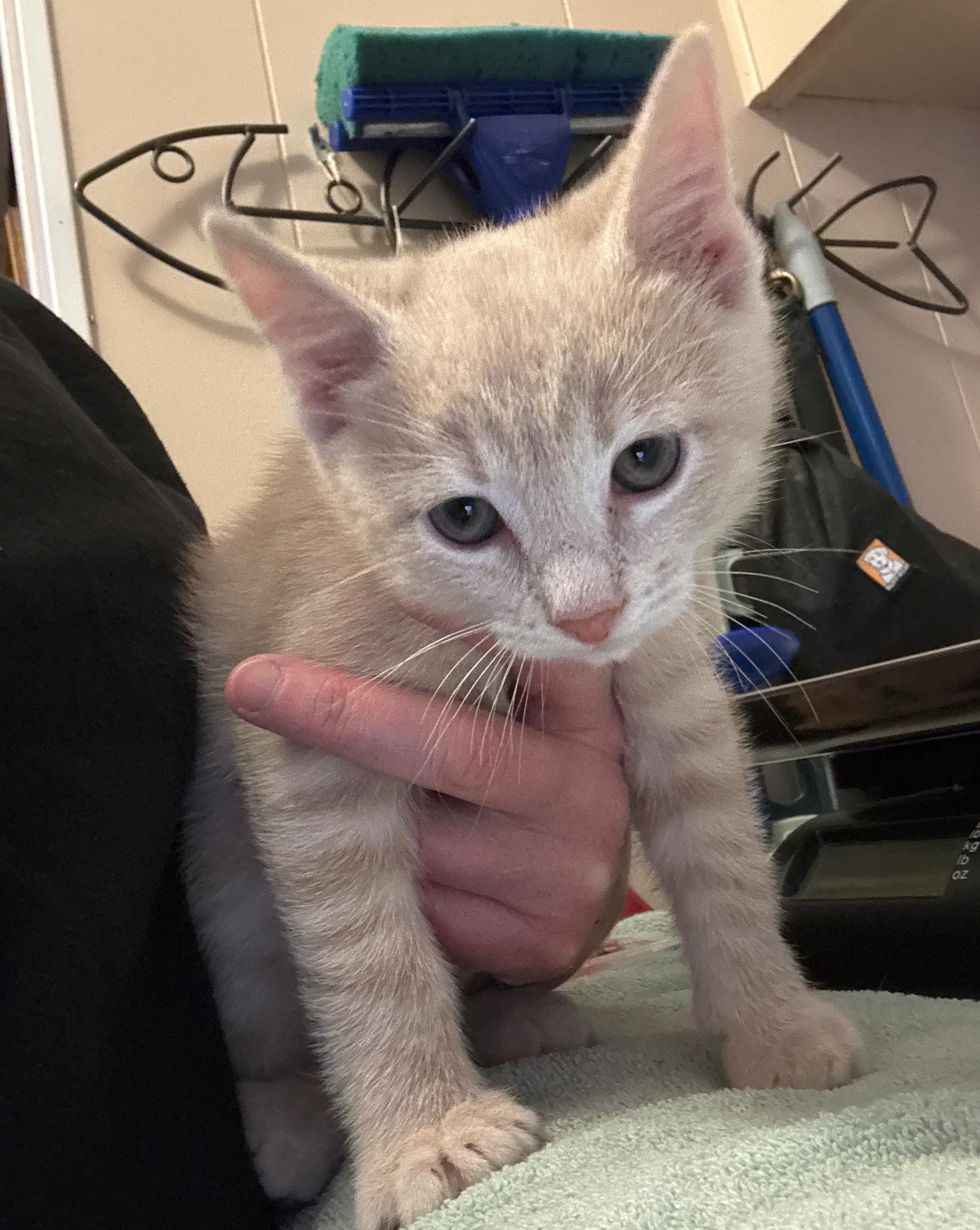 Enlarge Soba, bonded to Udon - PENDING ADOPTION, an adopted Domestic Short Hair in Fair Haven, VT image 2/6