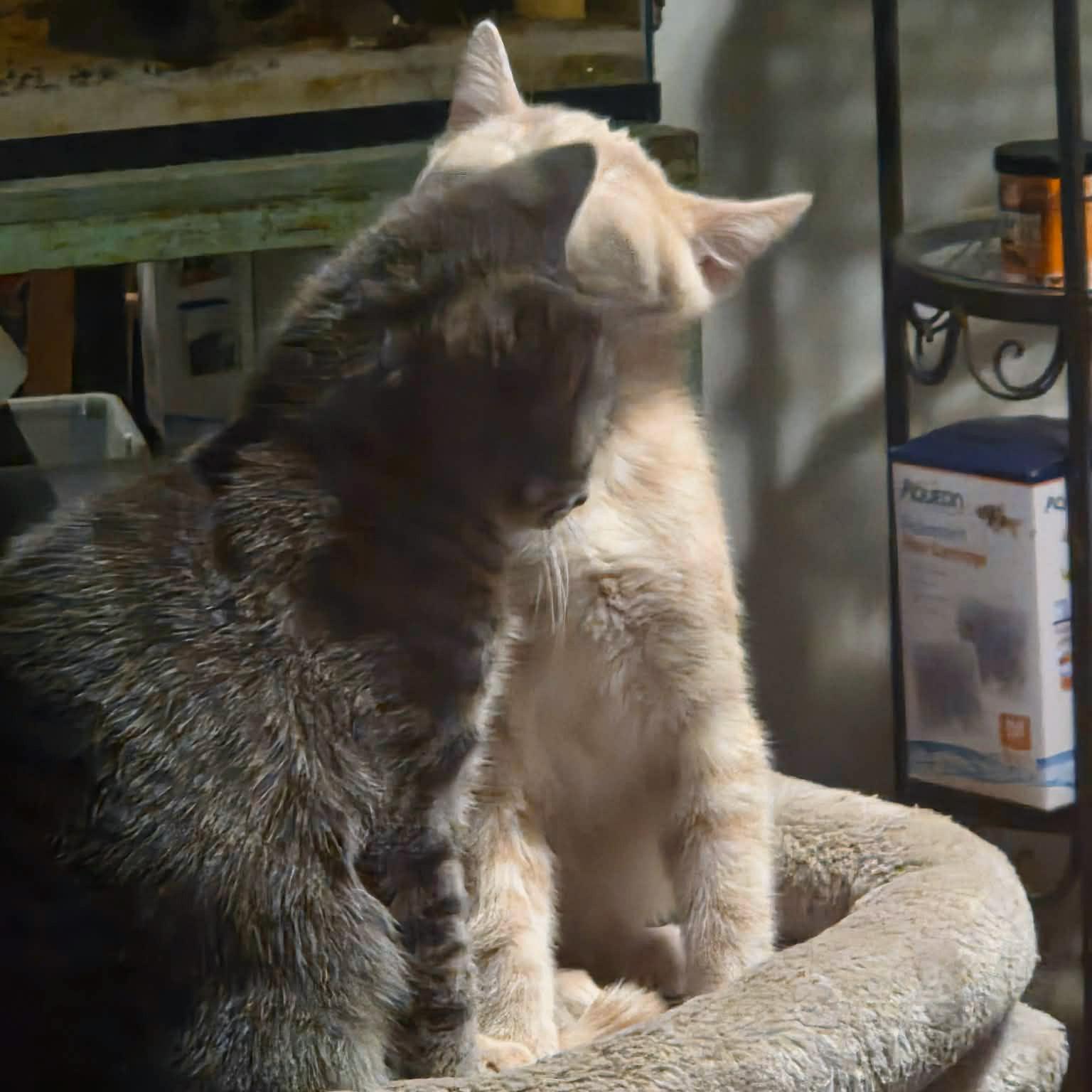 Enlarge Soba, bonded to Udon - PENDING ADOPTION, an adopted Domestic Short Hair in Fair Haven, VT image 4/6