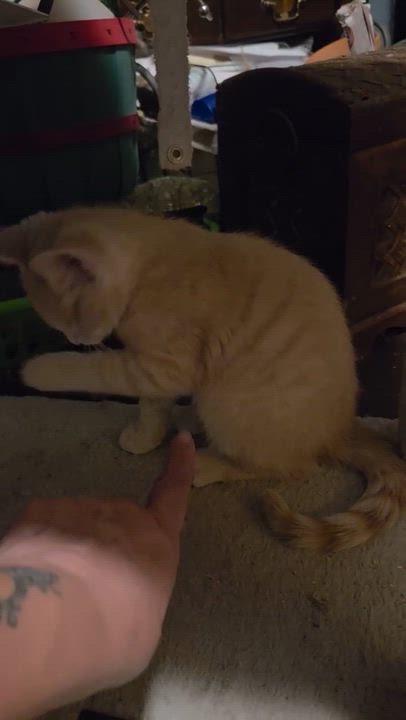 Enlarge Soba, bonded to Udon - PENDING ADOPTION, an adopted Domestic Short Hair in Fair Haven, VT video 3/6