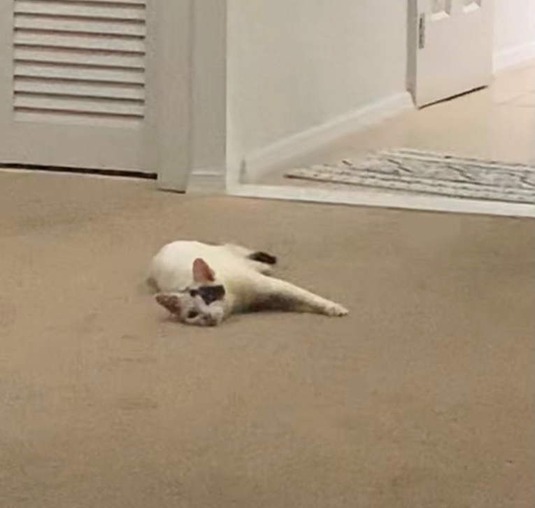 Matteo, a Adoptable Domestic Short Hair in staten island, NY image 2/4