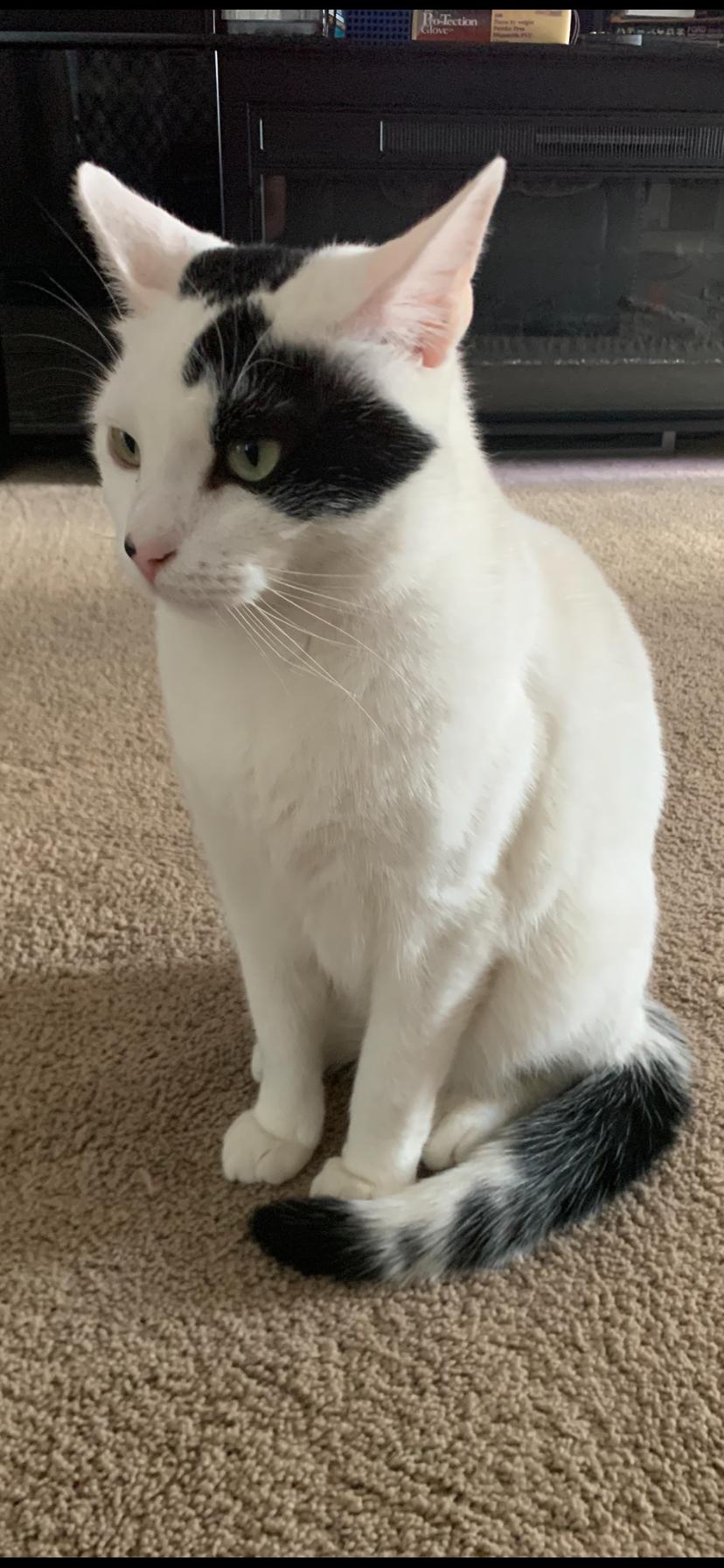 Enlarge Matteo, a Adoptable Domestic Short Hair in staten island, NY image 4/4