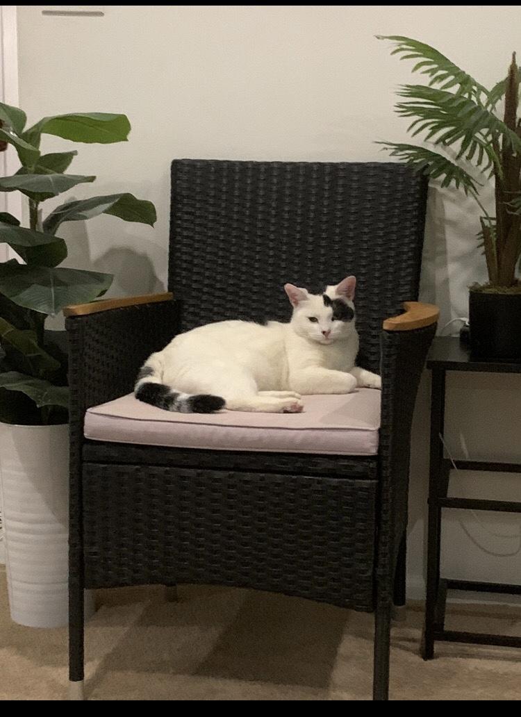 Matteo, Adoptable, Adult Male Domestic Short Hair.