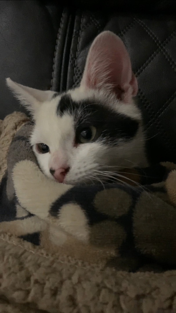 Matteo, Adoptable, Young Male Domestic Short Hair.