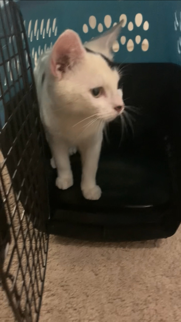 Matteo, a Adoptable Domestic Short Hair in staten island, NY image 3/4