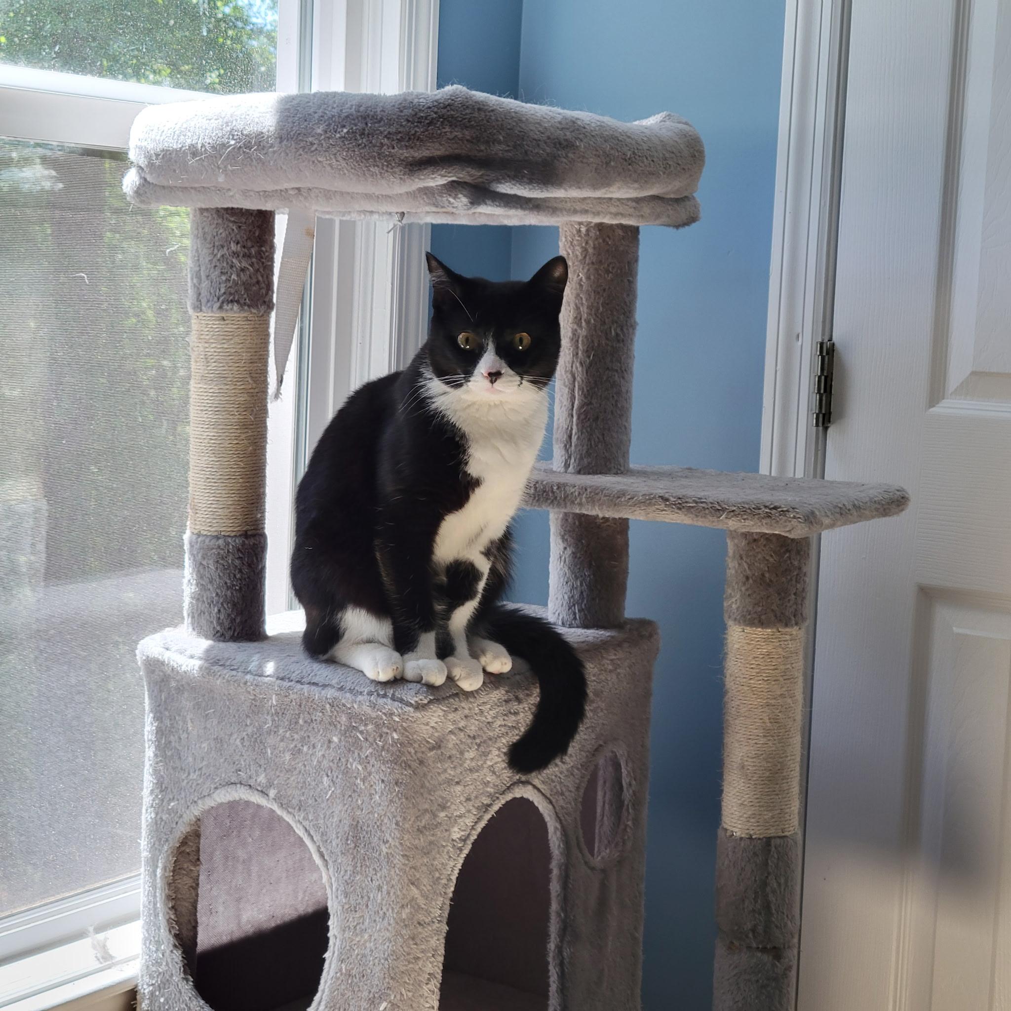 Enlarge Jingle bell, a Adopted Domestic Short Hair in Fayetteville, NC image 5/5