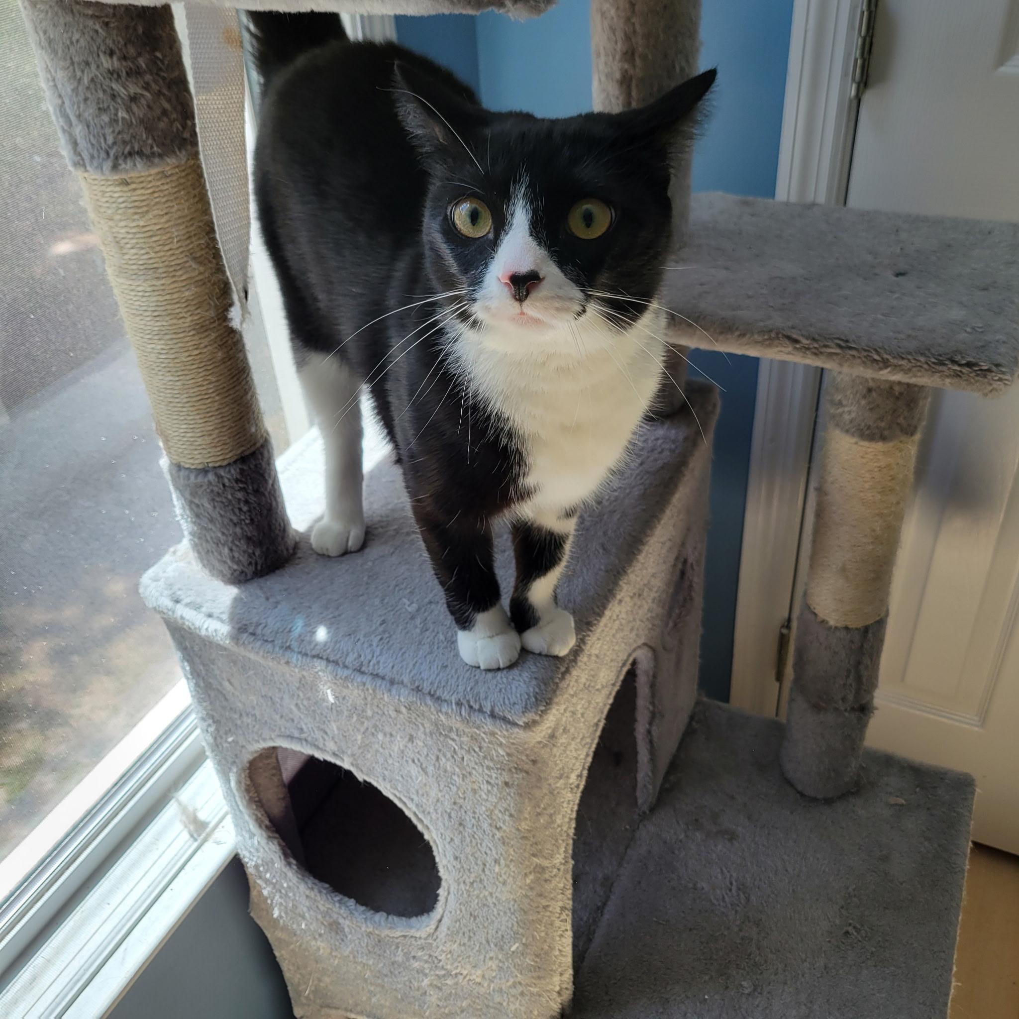 Jingle bell, Adopted, Young Female Domestic Short Hair.