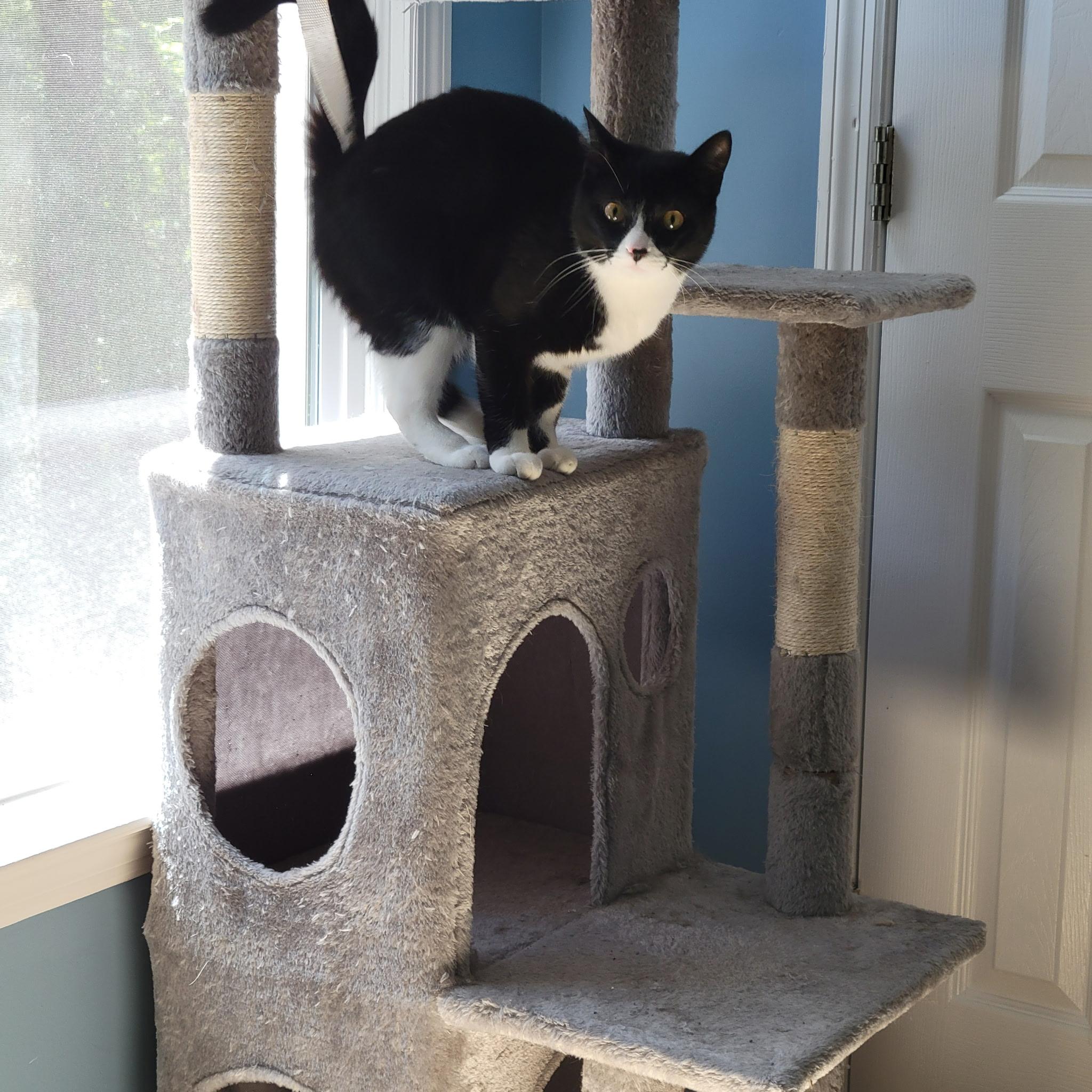 Enlarge Jingle bell, a Adopted Domestic Short Hair in Fayetteville, NC image 4/5