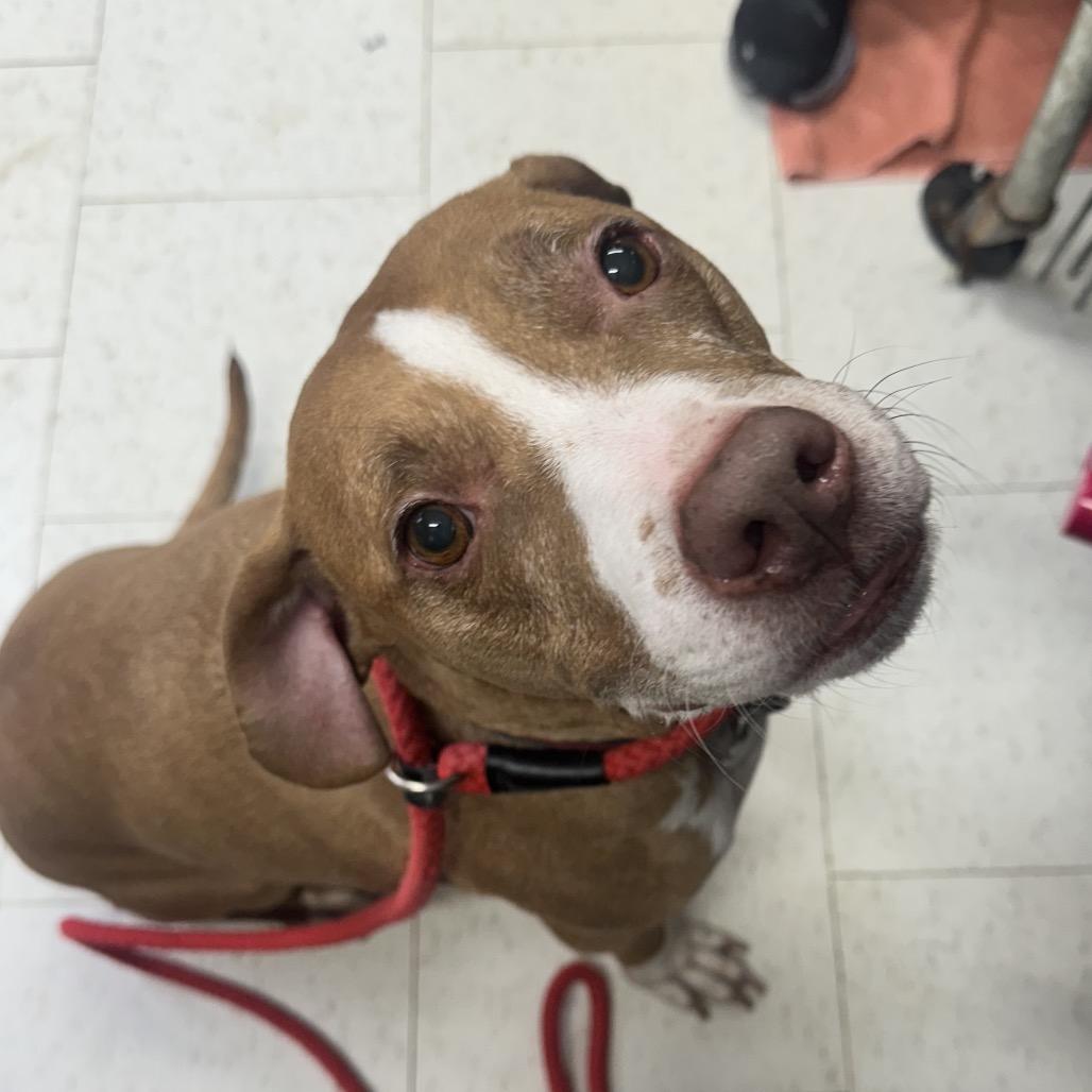 Enlarge Maximus, a Adoptable Mixed Breed in Columbiana, AL image 1/1