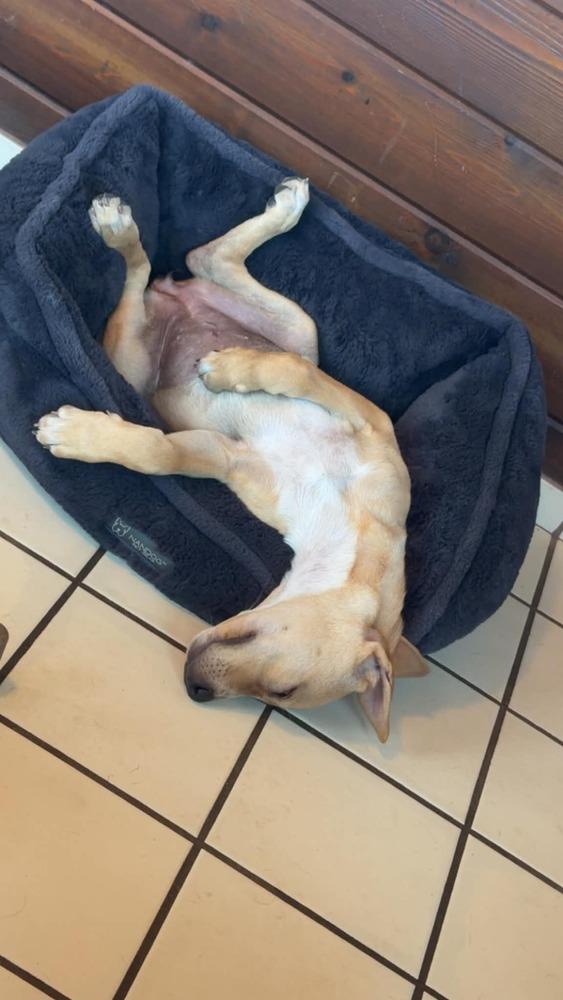 Everest, Adoptable, Puppy Female Labrador Retriever.