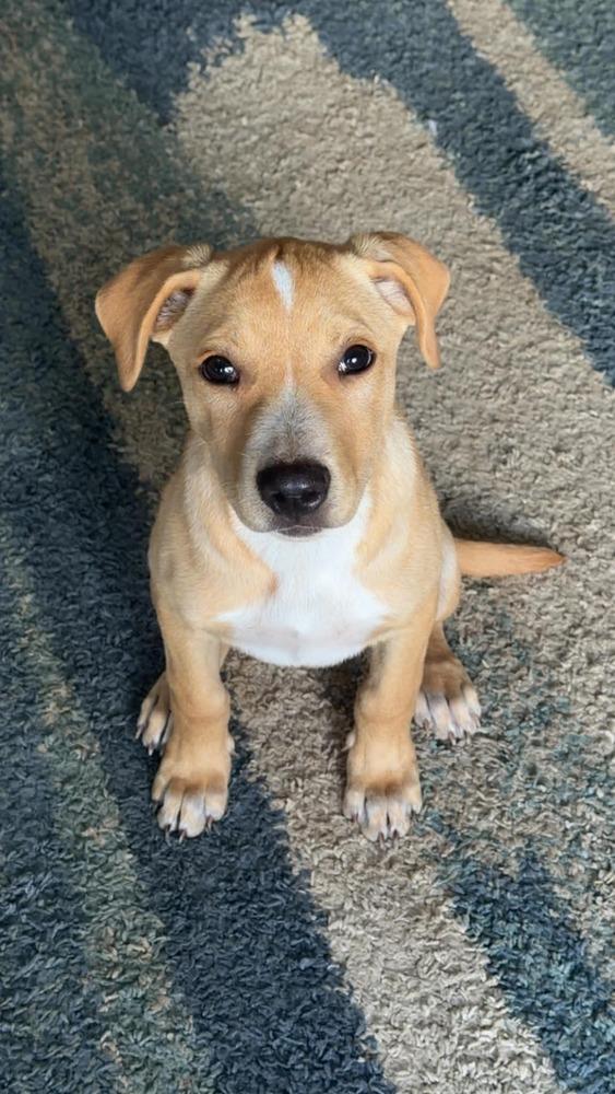 Enlarge Everest, a Adoptable mixed breed in Rockland, WI image 2/6
