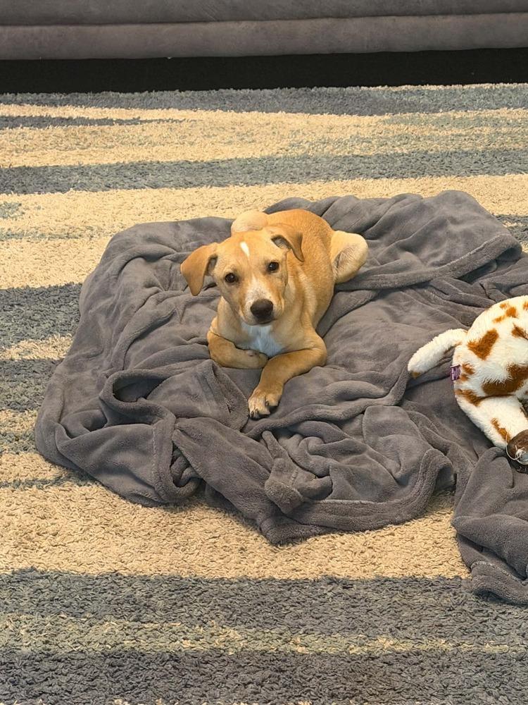 Enlarge Everest, a Adoptable mixed breed in Rockland, WI image 3/6