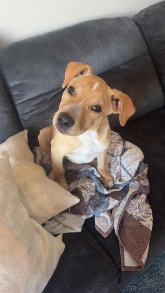 Enlarge Everest, a Adoptable mixed breed in Rockland, WI image 4/6