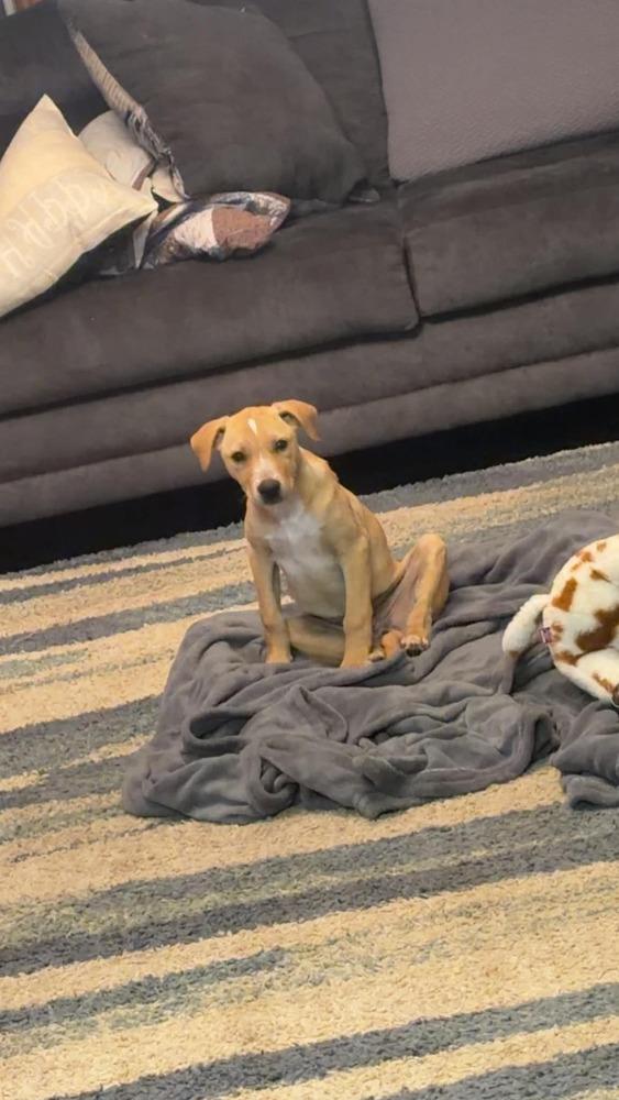 Enlarge Everest, a Adoptable mixed breed in Rockland, WI image 5/6