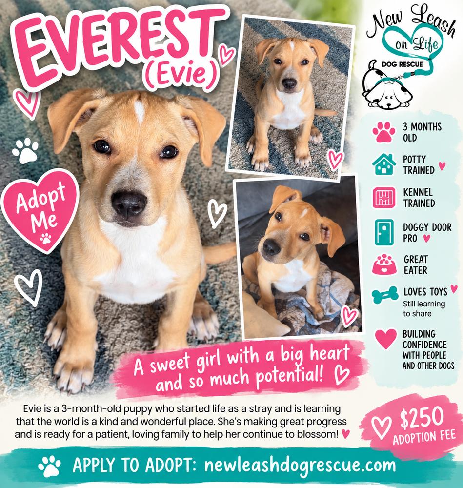 Enlarge Everest, a Adoptable mixed breed in Rockland, WI image 6/6