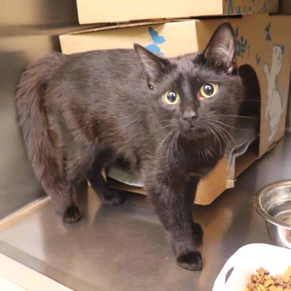 Willow, Adoptable, Young Female Domestic Short Hair.