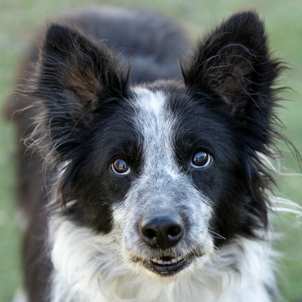 Enlarge Addie (N25-05), a Adoptable Border Collie in Peyton, CO image 2/6