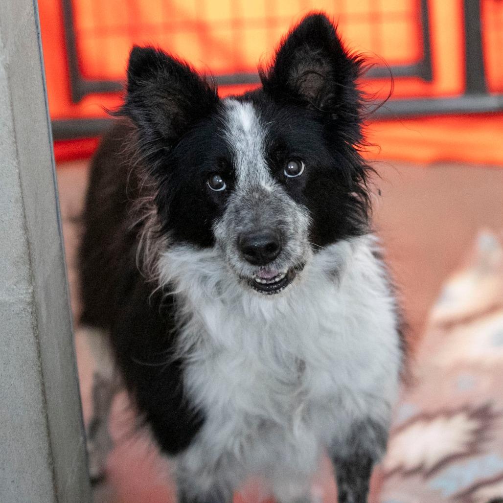 Enlarge Addie (N25-05), a Adoptable Border Collie in Peyton, CO image 5/6