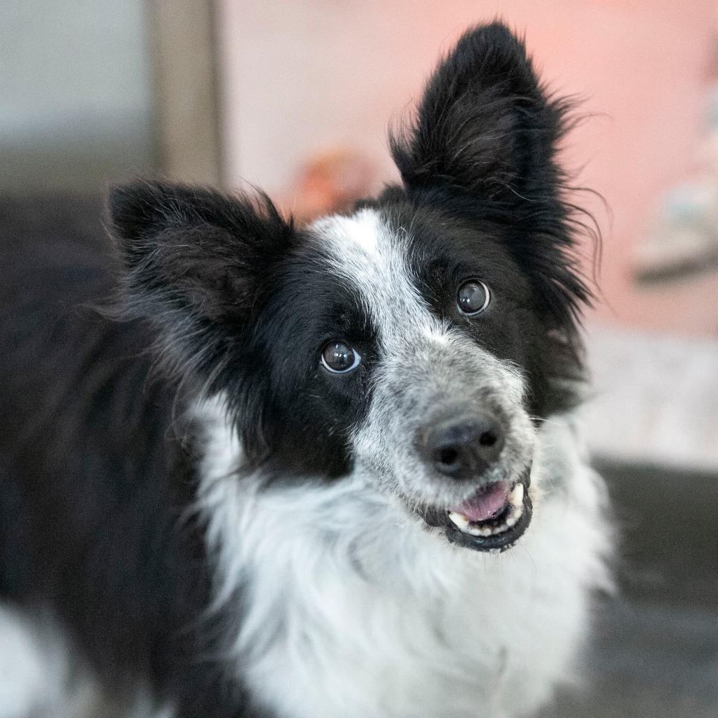 Enlarge Addie (N25-05), a Adoptable Border Collie in Peyton, CO image 6/6