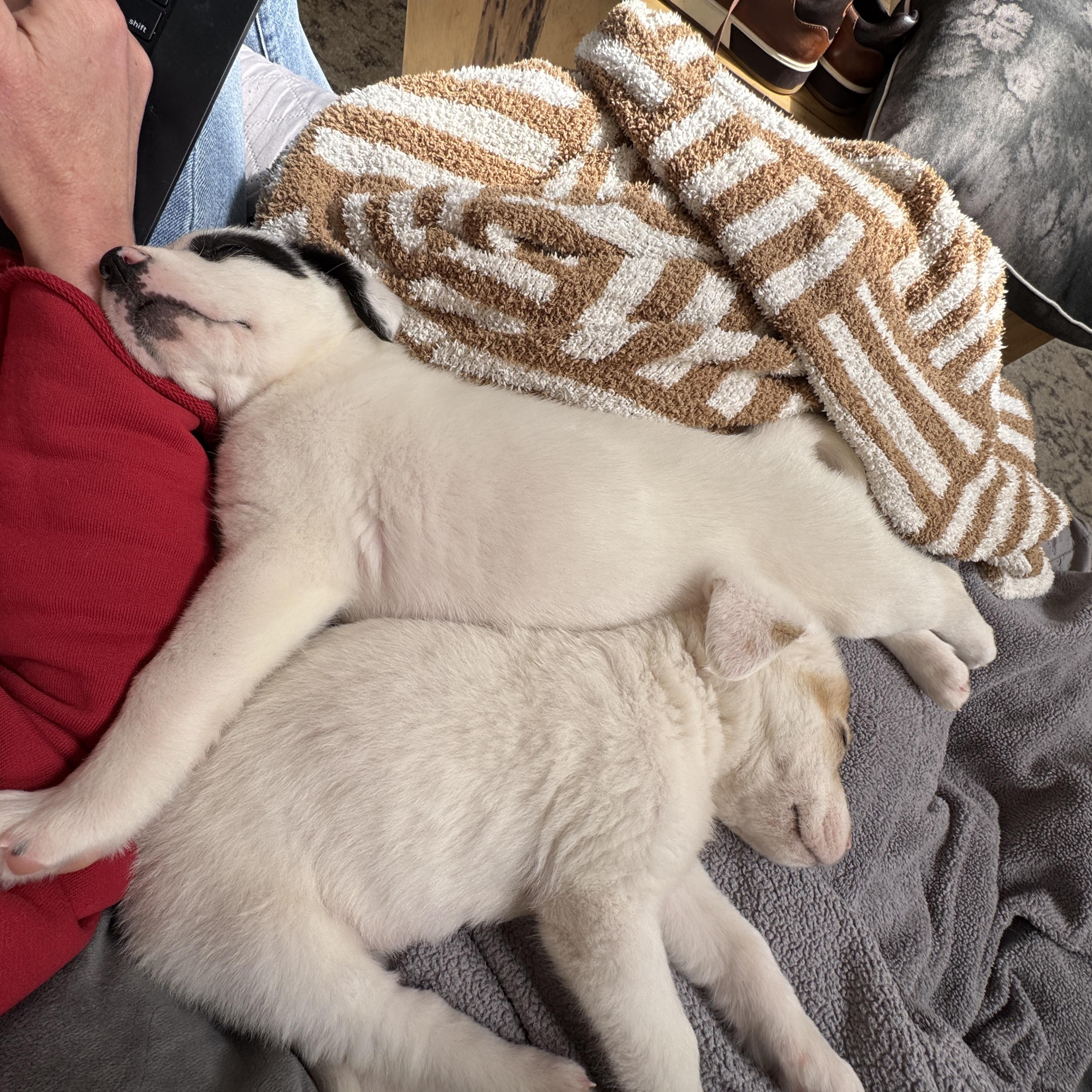 Enlarge Posy, a ADOPTABLE mixed breed in Rock Hill, SC image 6/6