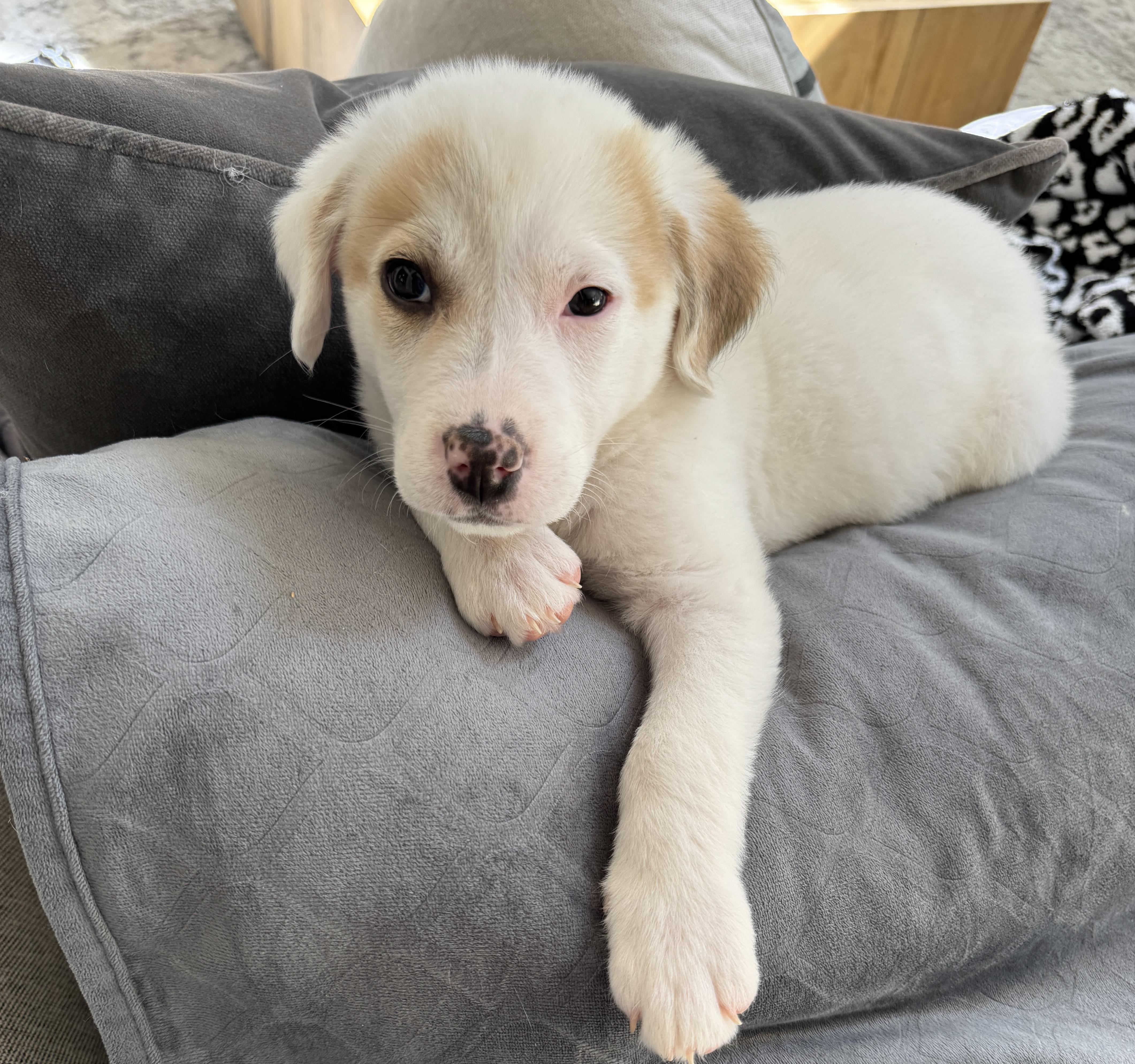 Enlarge Posy, a ADOPTABLE mixed breed in Rock Hill, SC image 2/6