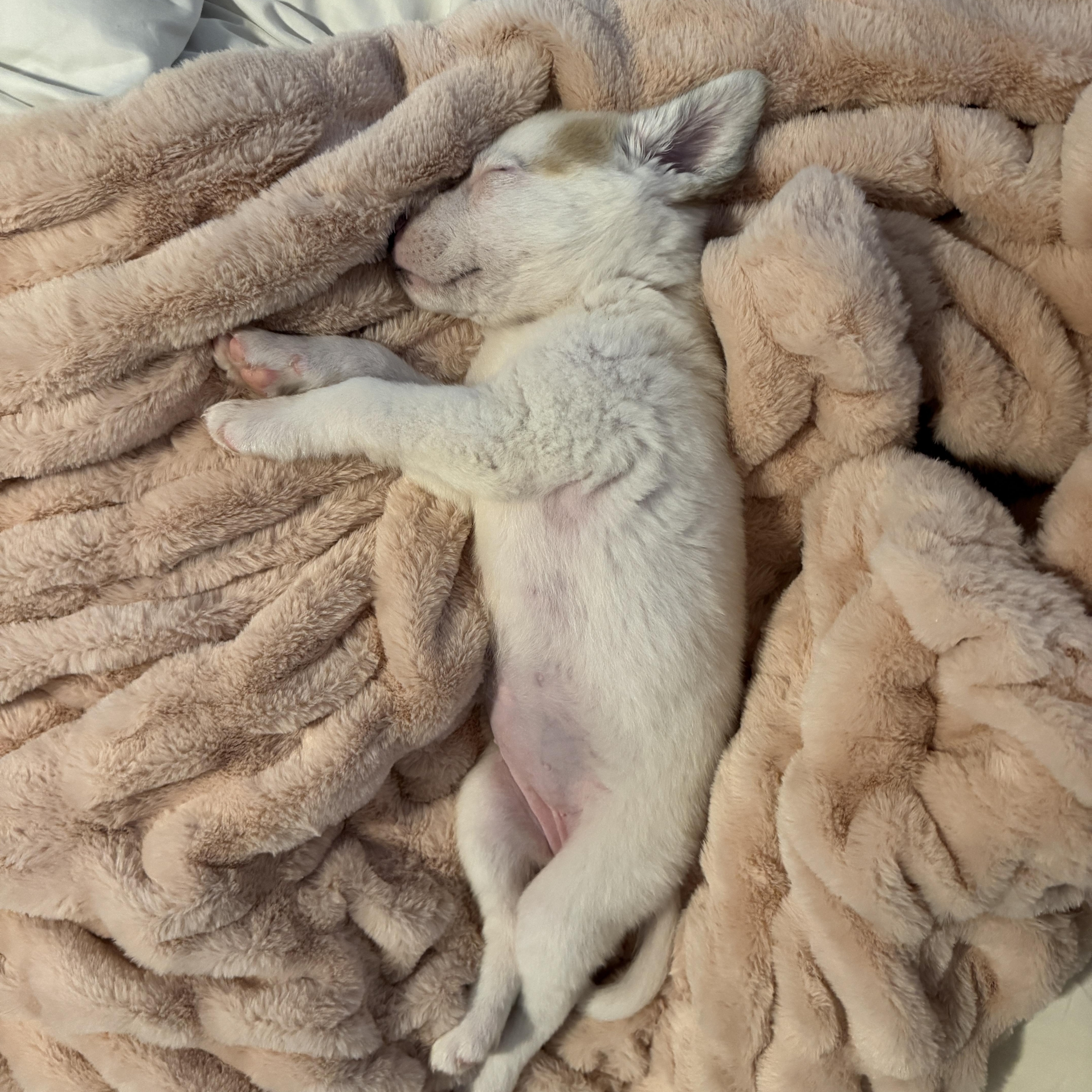 Enlarge Posy, a ADOPTABLE mixed breed in Rock Hill, SC image 3/6