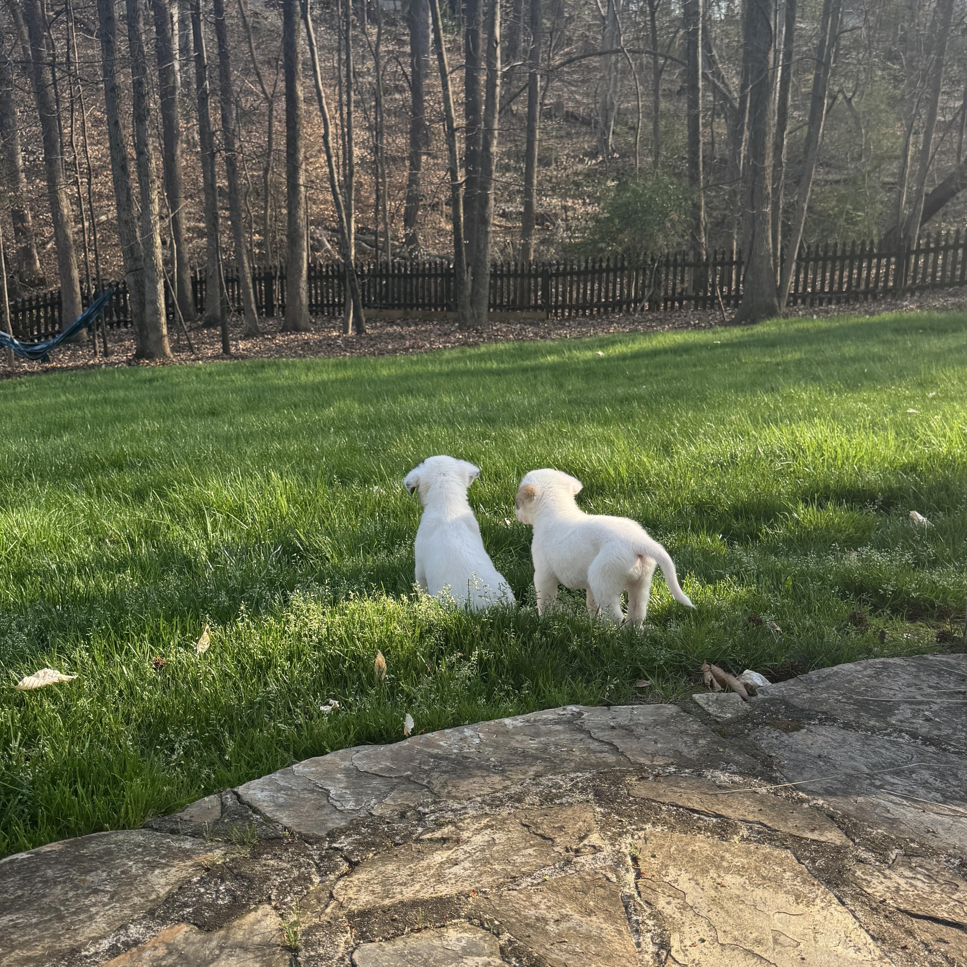 Enlarge Posy, a ADOPTABLE mixed breed in Rock Hill, SC image 5/6