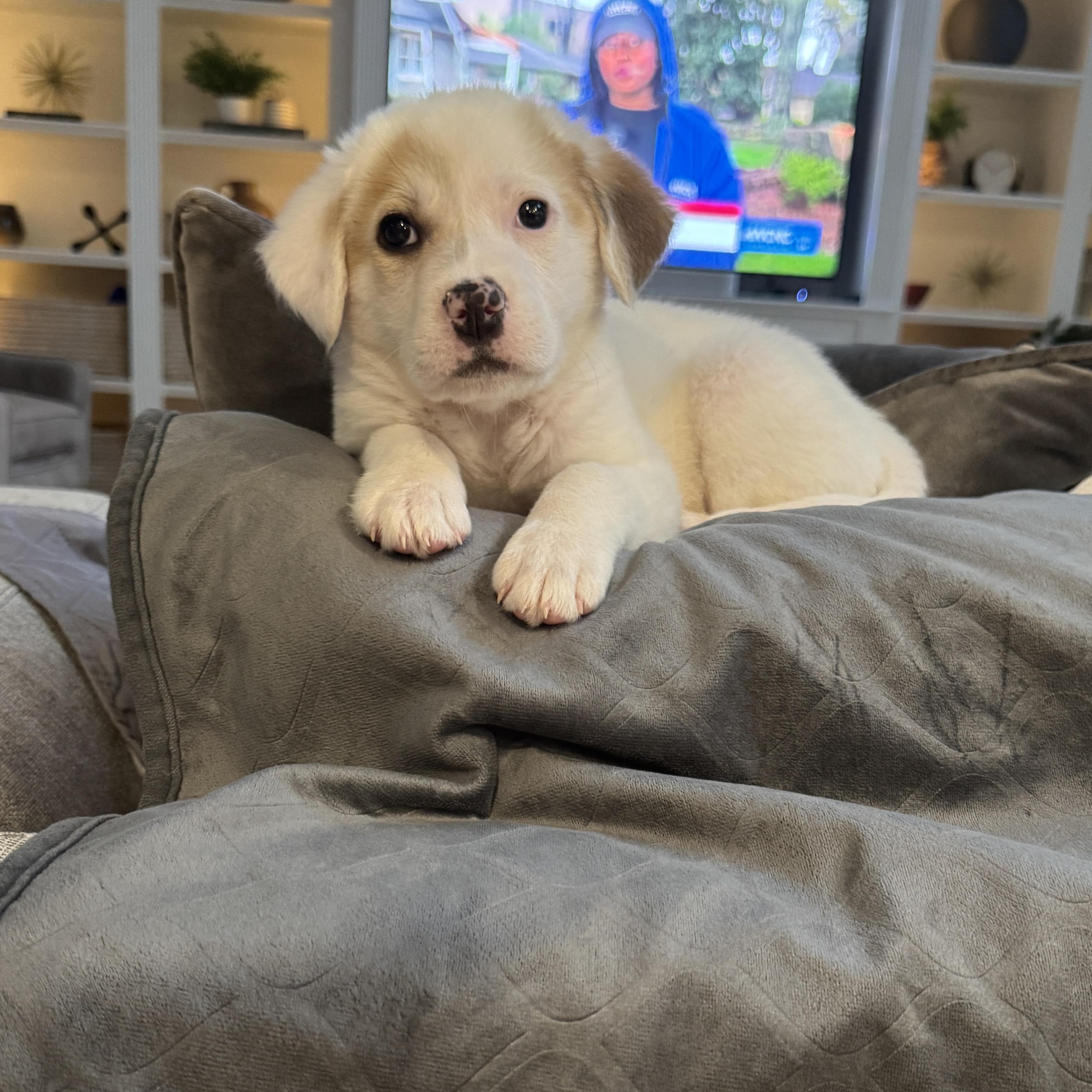 Enlarge Posy, a ADOPTABLE mixed breed in Rock Hill, SC image 1/6