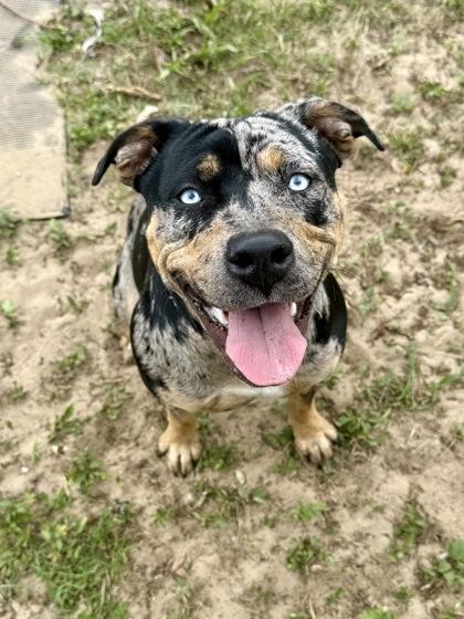 Enlarge Indigo, a ADOPTABLE mixed breed in Inverness, FL image 2/4