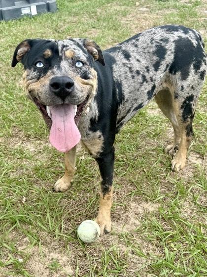 Enlarge Indigo, a ADOPTABLE mixed breed in Inverness, FL image 1/4