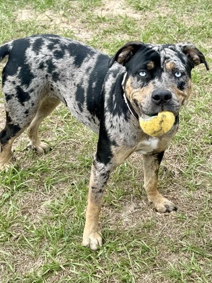 Enlarge Indigo, a ADOPTABLE mixed breed in Inverness, FL image 4/4