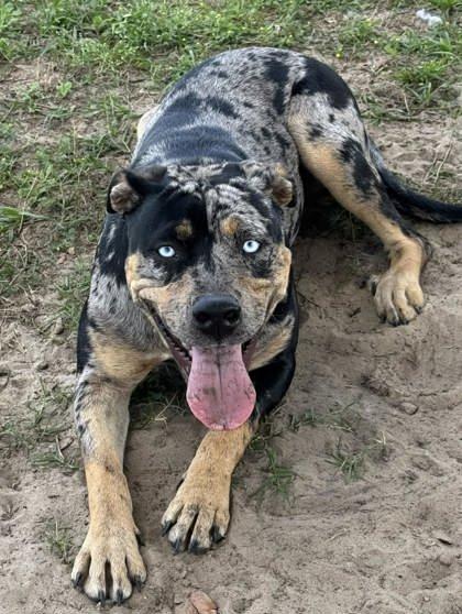 Enlarge Indigo, a ADOPTABLE mixed breed in Inverness, FL image 3/4