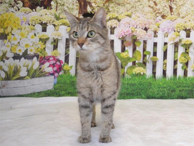 REBA, Adoptable, Young Female Abyssinian & Domestic Short Hair.