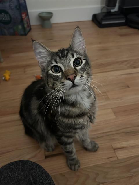 Enlarge JASPER, a Adoptable Domestic Long Hair in Kent, WA image 1/1