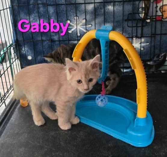 Gabby, Adoptable, Kitten Female Domestic Short Hair.