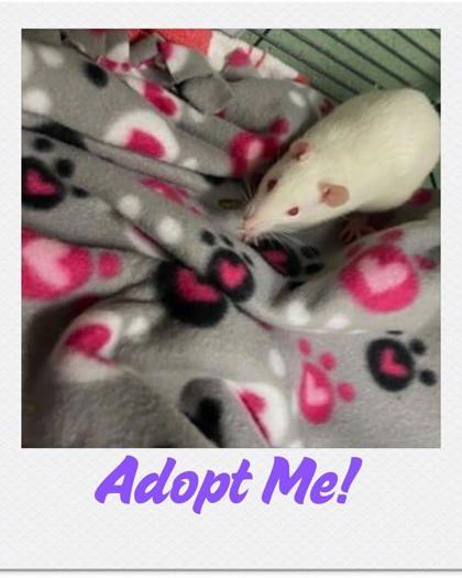 Forest, Adoptable, Adult Male Rat.