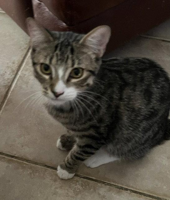 Enlarge Loki, a Adoptable Domestic Short Hair in Antioch, CA image 1/3