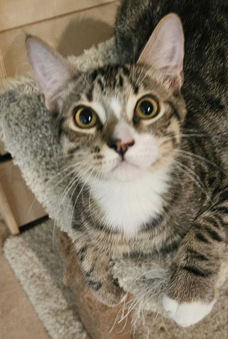 Enlarge Loki, a Adoptable Domestic Short Hair in Antioch, CA image 2/3