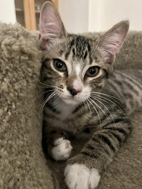 Loki, Adoptable, Kitten Male Domestic Short Hair.