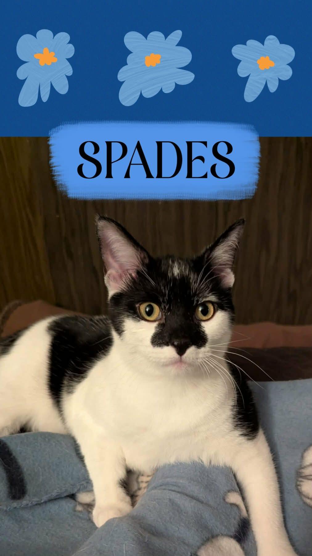 SPADES, ADOPTABLE, Young Male Domestic Short Hair.