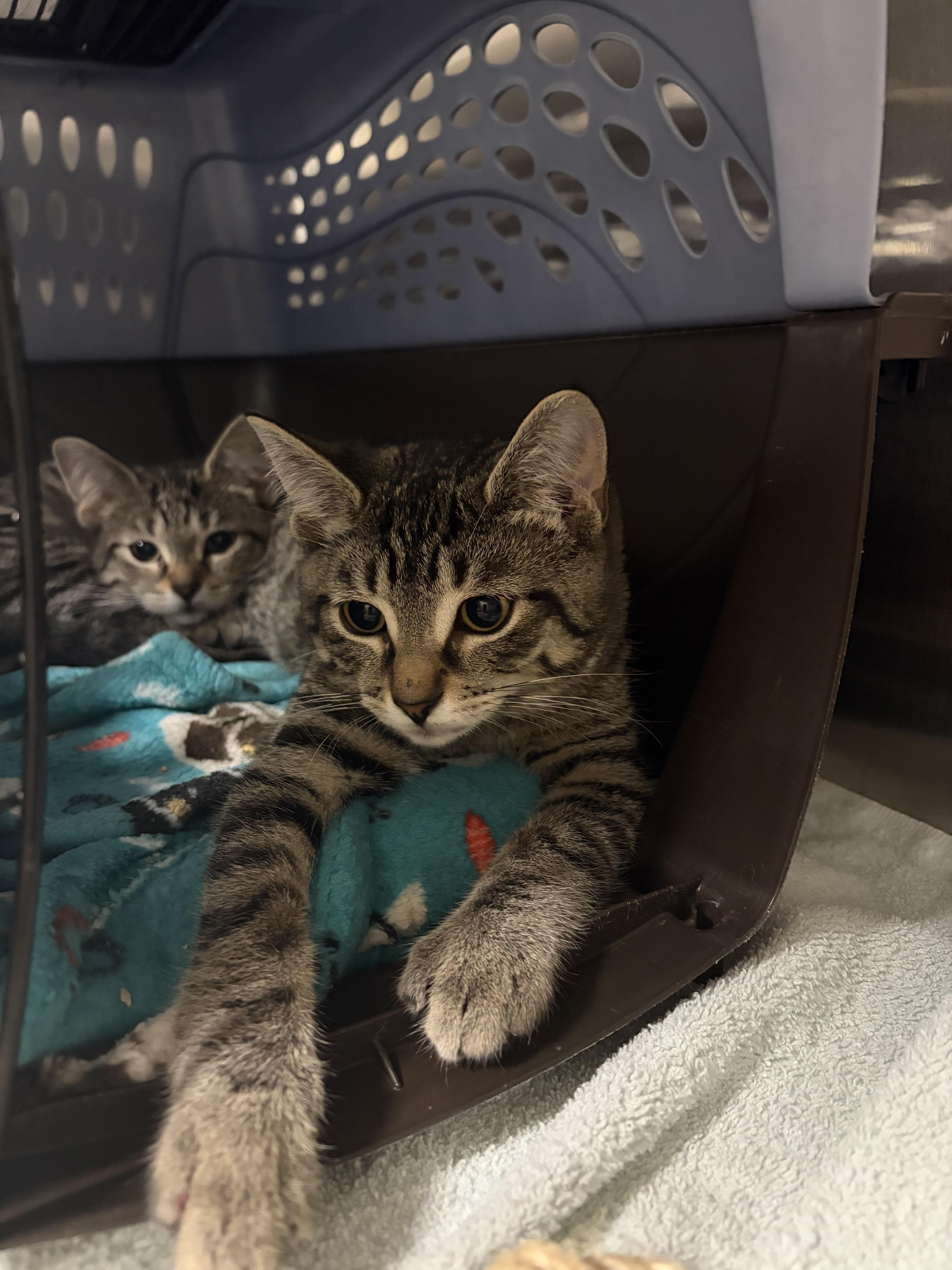 Enlarge Dwight Schrute - Assistant to the Regional Manager & Head of Security, a Adoptable Domestic Short Hair in Caledon, ON image 2/3