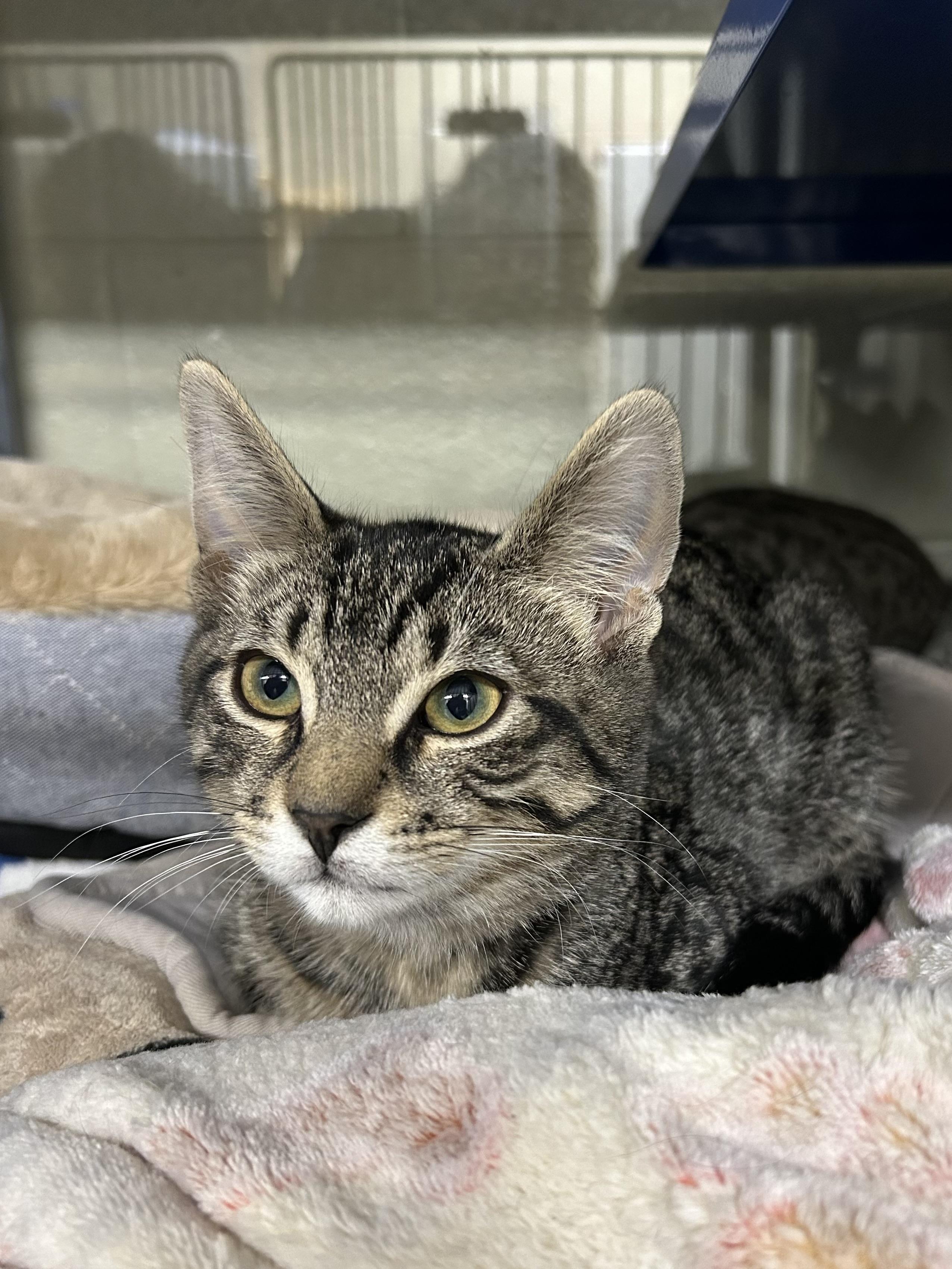Enlarge Dwight Schrute - Assistant to the Regional Manager & Head of Security, a Adoptable Domestic Short Hair in Caledon, ON image 1/3