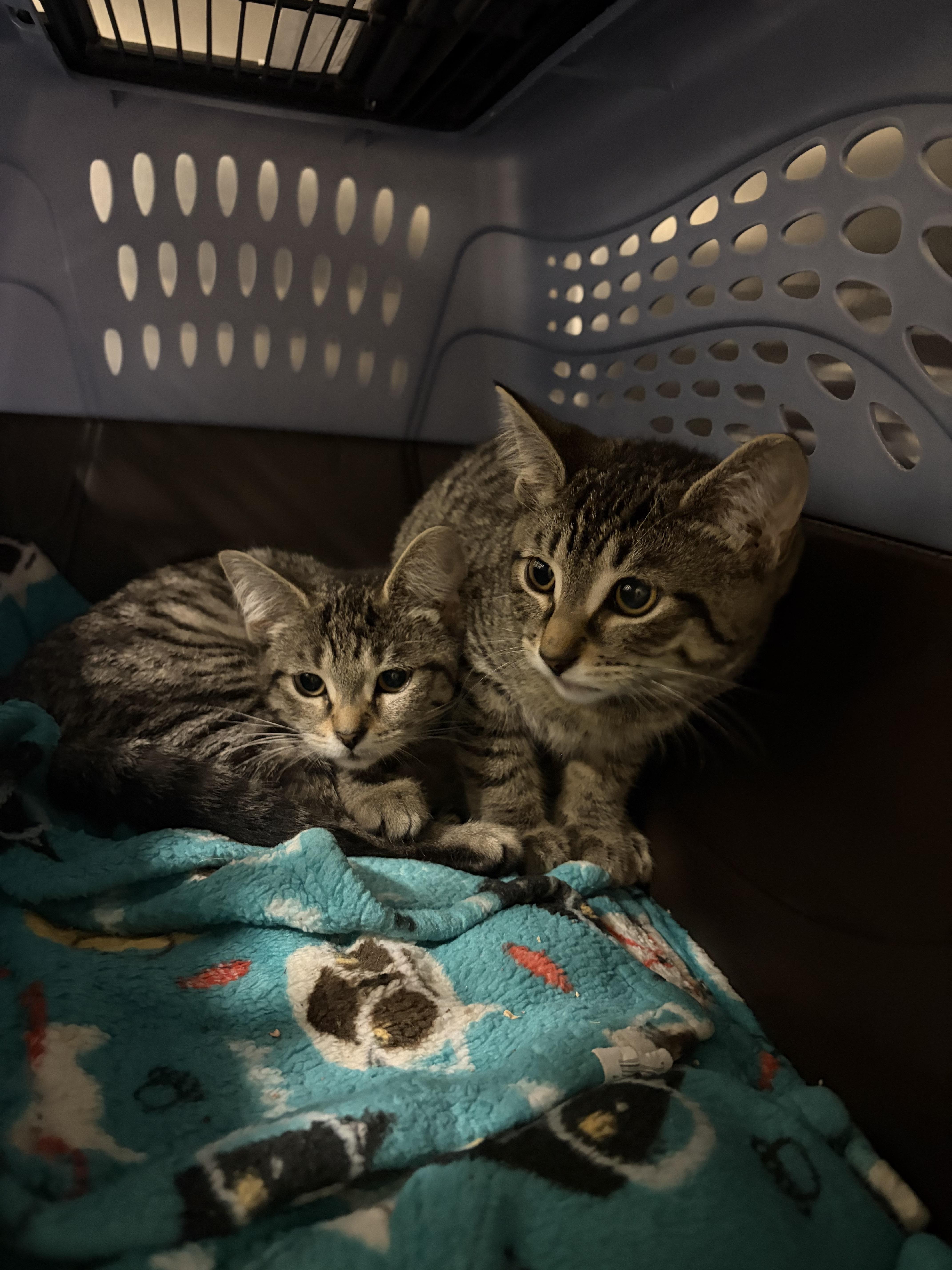 Enlarge Dwight Schrute - Assistant to the Regional Manager & Head of Security, a Adoptable Domestic Short Hair in Caledon, ON image 3/3
