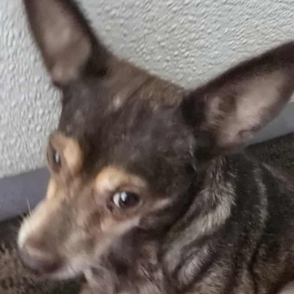 Acorn OS AZ, Adoptable, Adult Female Chihuahua & Mixed Breed.