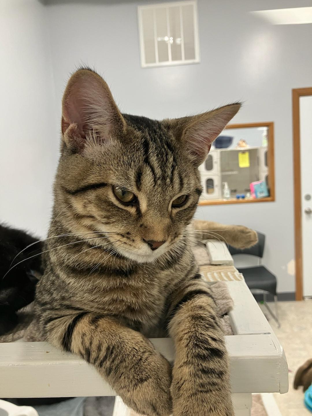 Thrasher, ADOPTABLE, Kitten Male Domestic Short Hair.