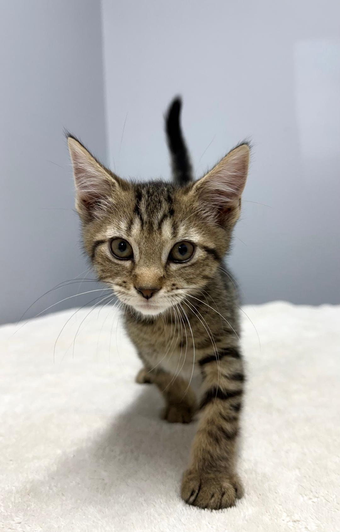 Enlarge Thrasher, a ADOPTABLE Domestic Short Hair in Mount Vernon, OH image 1/1