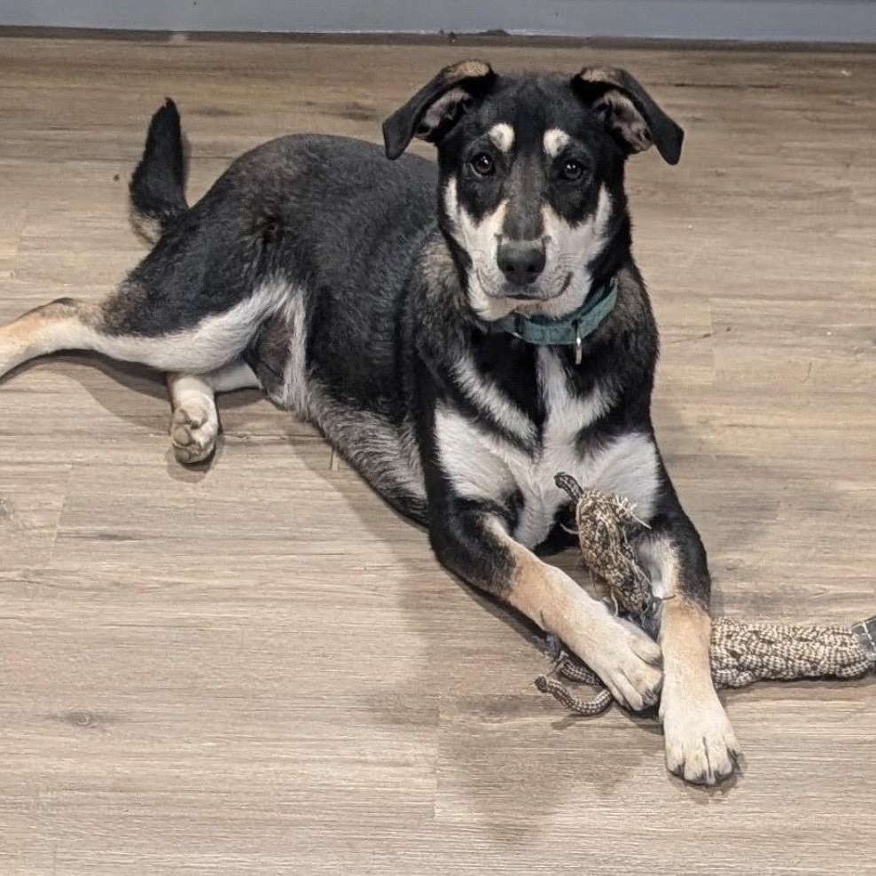 Wallie, an adopted mixed breed in Fredericksburg, VA image 2/5